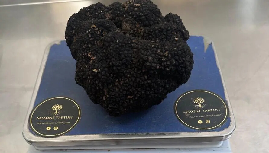 images Scoperto in Calabria un tartufo da record di più di 800g