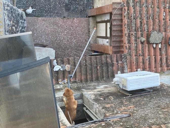 Centro storico di Rossano invivibile, Montesanto: "In via Cerasaro da 4 anni discarica abusiva e non si riesce più a camminare" images Centro storico di Rossano invivibile, Montesanto: "In via Cerasaro da 4 anni discarica abusiva e non si riesce più a camminare"