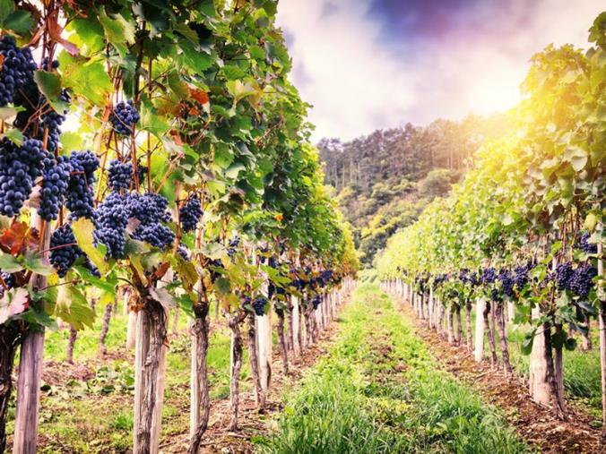 images Vigneti in Calabria. Coldiretti: "Produzione buona, ma il caldo farà anticipare la raccolta"