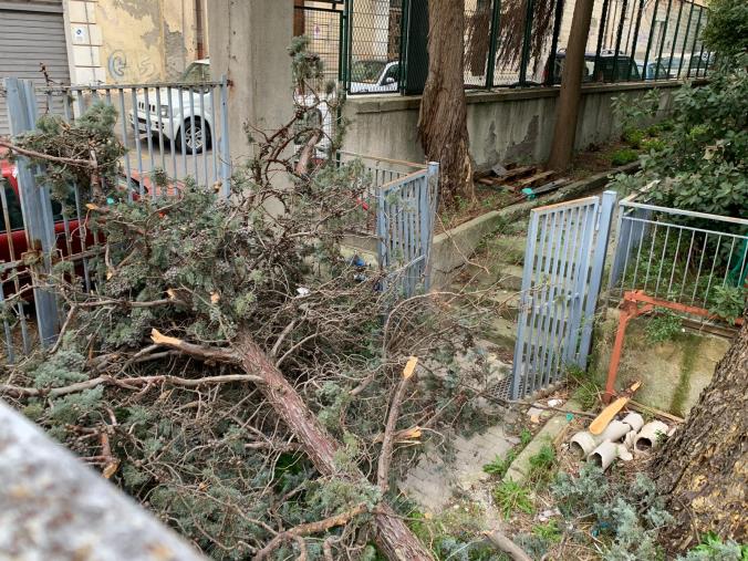 images "L'albero è caduto da più di un mese nel cantiere della scuola Mazzini: il Comune ha fatto finta di niente"