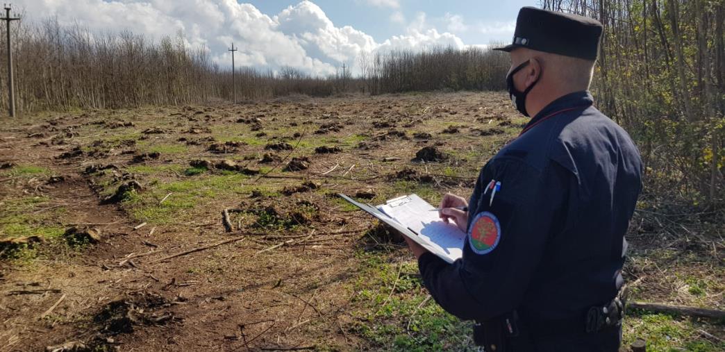 images Melicuccà. Sorpresi a tagliare il castagneto di proprietà del vicino, arrestate 5 persone  