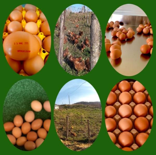 images Con Gianpiero Taverniti alla scoperta di Gagliato, il regno dell'uovo che racchiude una sorpresa di genuinità