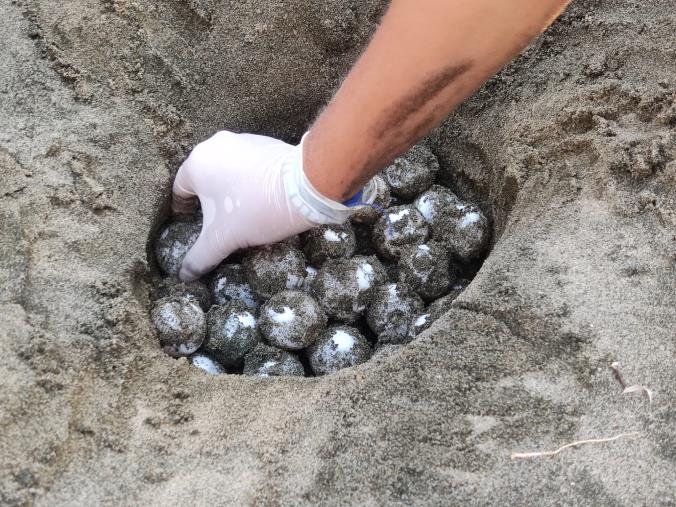 images Tartarughe marine, record di nidificazioni per la Caretta caretta: Calabria in testa 