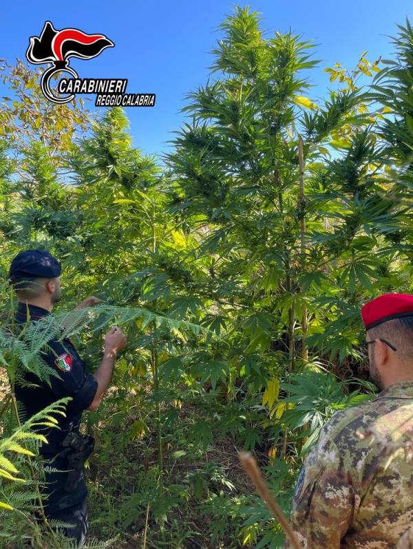 Gioia Tauro. Trovata una piantagione di 240 piante di marijuana: i carabinieri arrestano tre persone images Gioia Tauro. Trovata una piantagione di 240 piante di marijuana: i carabinieri arrestano tre persone