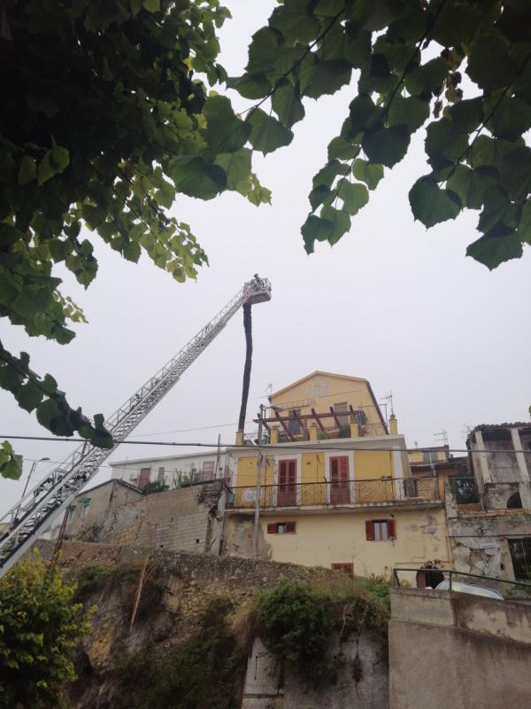 images Catanzaro. E' stata rimossa la palma di Porta di mare