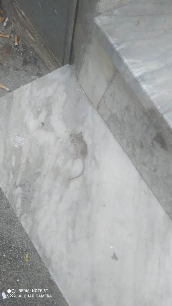 Girifalco. Forza Italia spara alzo zero contro la giunta Cristofaro: "Un paese alla deriva” images Girifalco. Forza Italia spara alzo zero contro la giunta Cristofaro: "Un paese alla deriva”