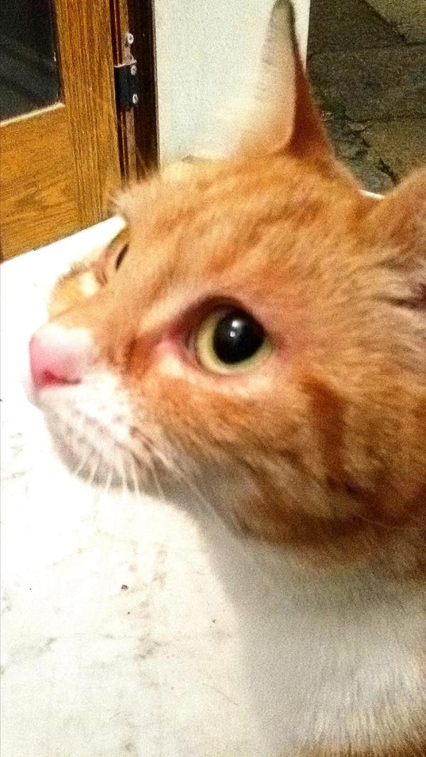 images Episodi di zoosadismo a Catanzaro, Belfiore: "Chi ha agito e firmato il suo atto deve pagare per i suoi crimini"