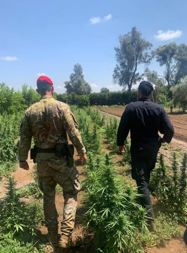 Rosarno: scoperte cinque piantagioni di marijuana per un valore di oltre mezzo milione di euro images Rosarno: scoperte cinque piantagioni di marijuana per un valore di oltre mezzo milione di euro