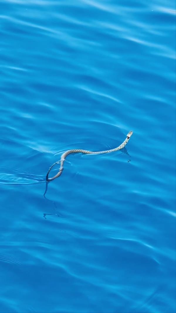 Il mare, le sue sorprese e la paura: avvistata una "natrice dal collare" a Cropani images Il mare, le sue sorprese e la paura: avvistata una "natrice dal collare" a Cropani