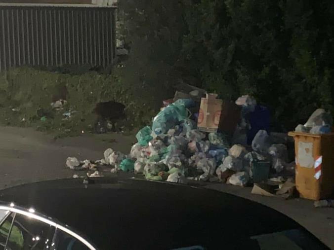 images Cinghiali in città, Alleanza per Catanzaro e Cz azzurra: "Il Comune faccia il suo dovere"