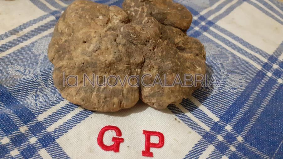 Calabria terra di tartufo bianco: ritrovamento d'eccezione nel catanzarese images Calabria terra di tartufo bianco: ritrovamento d'eccezione nel catanzarese