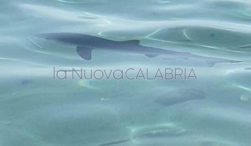 Simeri Mare, cucciolo di verdesca nuota a riva tra i bagnanti images Simeri Mare, cucciolo di verdesca nuota a riva tra i bagnanti