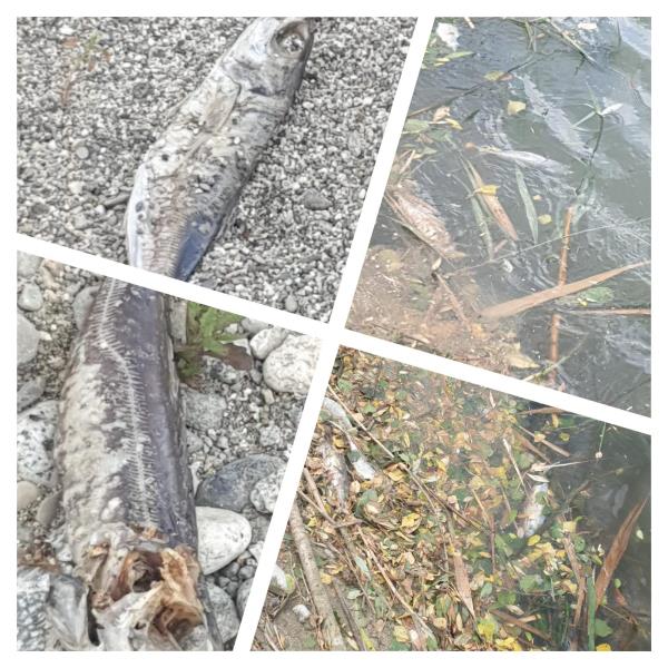 images Inquietante morìa di pesci tra Squillace e Stalettì: è allarme inquinamento alla foce del fiume Alessi