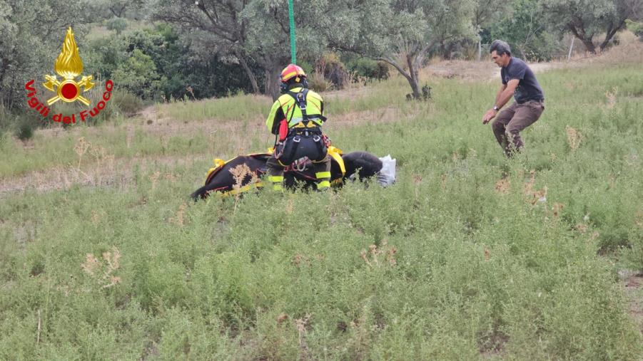 images Mesoraca, cavallo cade da un dirupo di 30 metri: il salvataggio dei vigili del fuoco