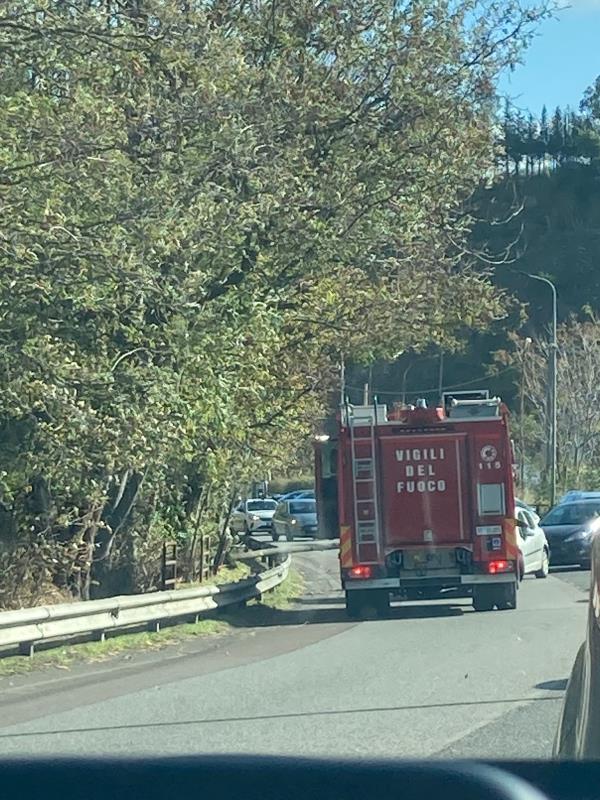 Catanzaro, cade un albero in via Lucrezia della Valle: disagi alla circolazione images Catanzaro, cade un albero in via Lucrezia della Valle: disagi alla circolazione