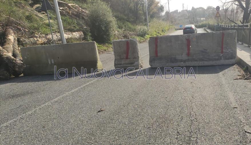 Catanzaro, chiusa (senza preavviso) la strada della pineta di Siano per tagliare gli alberi images Catanzaro, chiusa (senza preavviso) la strada della pineta di Siano per tagliare gli alberi