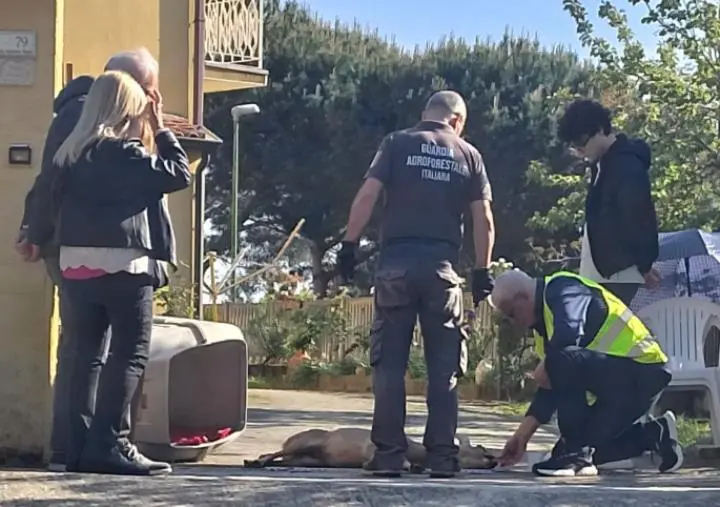 images Feroleto, la Guardia agroforestale Italiana ETS recupera un capriolo ferito