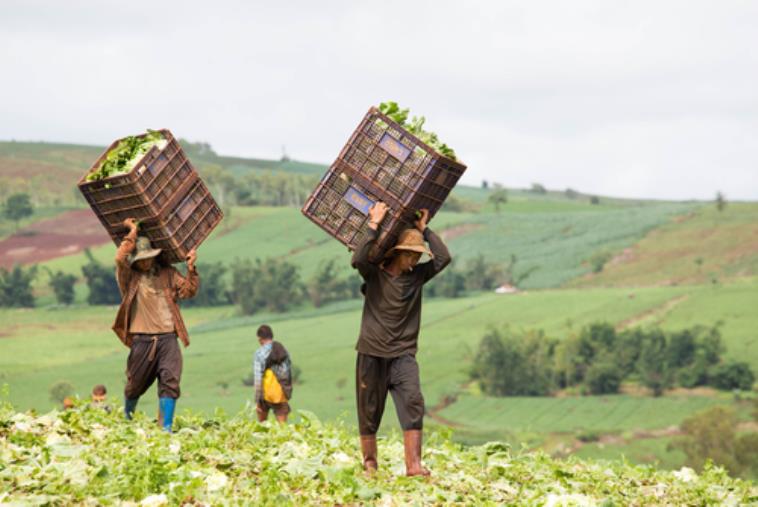 Gioia Tauro. Lotta al caporalato: denunciati tre titolari di aziende agricole  images Gioia Tauro. Lotta al caporalato: denunciati tre titolari di aziende agricole