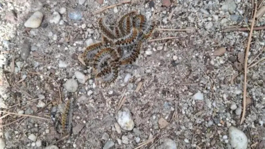 images Allarme processionaria a Giovino di Catanzaro, Riccio: "Si applichi il dm per attivare il piano di contrasto"