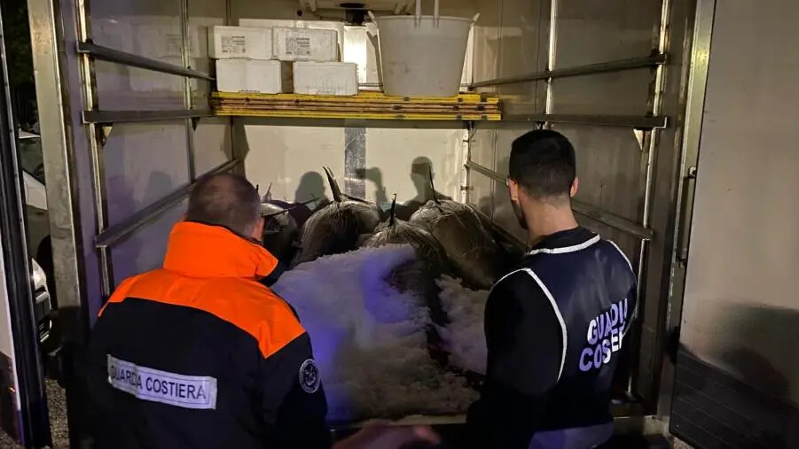 images Blitz della Guardia Costiera di Gioia Tauro a Taureana di Palmi: sequestrati 1000 kg di tonno rosso 