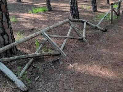 images Allagamenti a Catanzaro e pineta di Giovino, Riccio: "Prendiamo atto degli impegni assunti dal Sindaco"