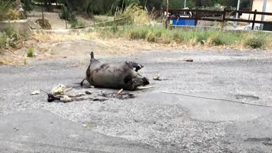 Catanzaro, Viale Isonzo: l’uccisione di un cinghiale simbolo di degrado e abbandono images Catanzaro, Viale Isonzo: l’uccisione di un cinghiale simbolo di degrado e abbandono