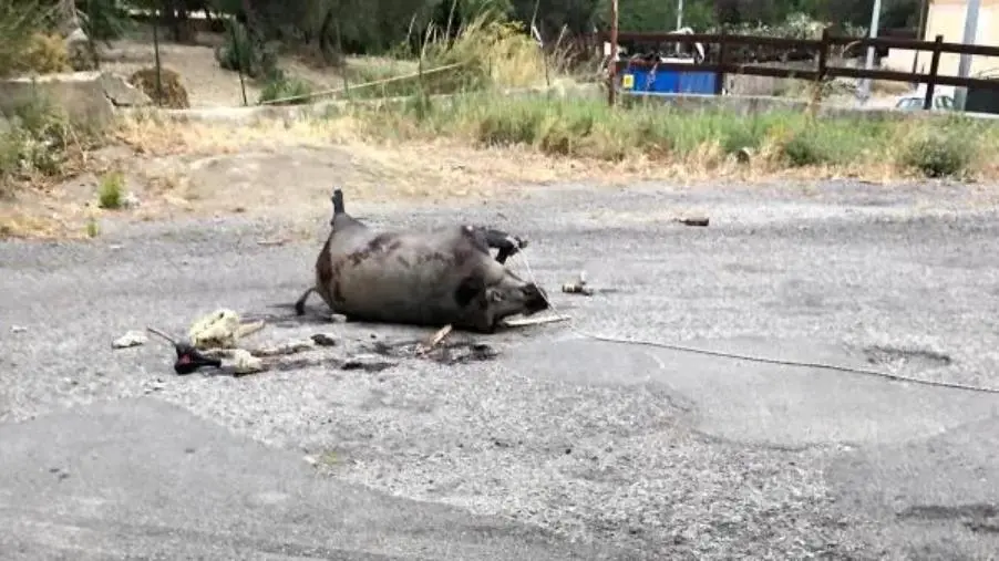 Catanzaro, Viale Isonzo: l’uccisione di un cinghiale simbolo di degrado e abbandono images Catanzaro, Viale Isonzo: l’uccisione di un cinghiale simbolo di degrado e abbandono
