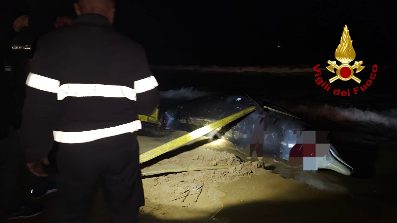 images Crotone, i vigili del fuoco mettono in salvo un grosso cetaceo spiaggiato 