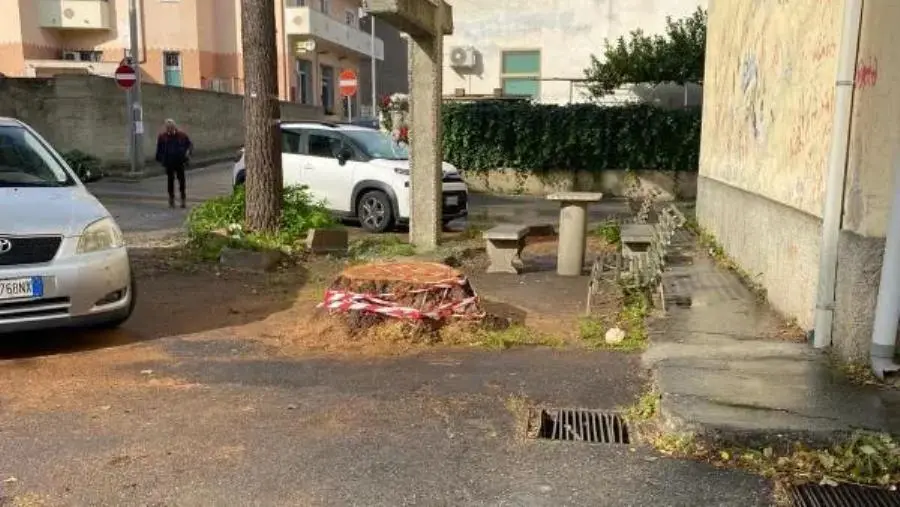 images Storico albero tagliato a Santa Maria, Costa e Laudadio: “Era veramente pericoloso?”