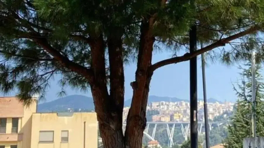 A Catanzaro vie al buio e lampioni coperti dagli alberi: la segnalazione di Veraldi images A Catanzaro vie al buio e lampioni coperti dagli alberi: la segnalazione di Veraldi