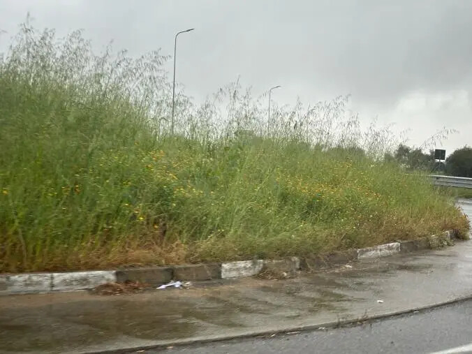 images Corigliano-Rossano, "Basta Vittime sulla Ss 106" chiede ad Anas d'intervenire sulla vegetazione pericolosa