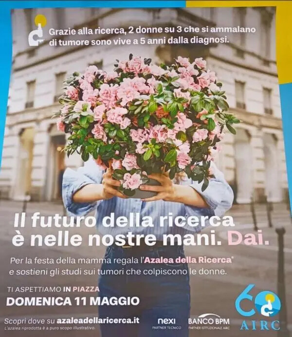 images L’Azalea della Ricerca sboccia anche a Serra San Bruno: domenica 11 maggio appuntamento con la solidarietà