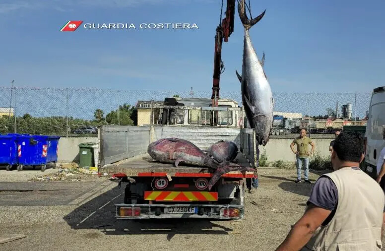 images Controlli serrati della Guardia costiera di Corigliano sulla filiera ittica: oltre 6 tonnellate di prodotti 