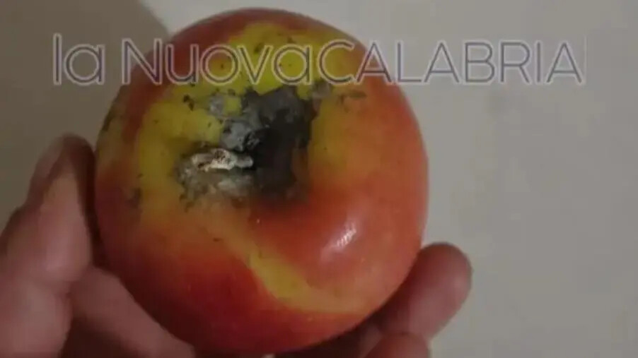 images Catanzaro, frutta ammuffita nella mensa di un asilo: esplode la rabbia dei genitori