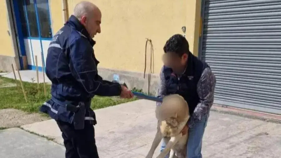 Catanzaro, ancora controlli per verificare l'applicazione dei microchip sui cani di proprietà images Catanzaro, ancora controlli per verificare l'applicazione dei microchip sui cani di proprietà