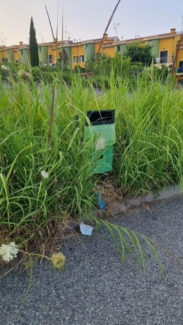 Via Manganelli, Veraldi: “Anche qui il verde pubblico è diventato un malinconico ricordo” images Via Manganelli, Veraldi: “Anche qui il verde pubblico è diventato un malinconico ricordo”