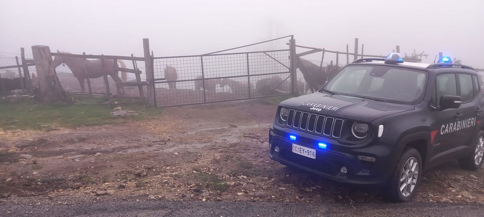 images Petronà, scoperti e sequestrati 17 cavalli senza tracciamento 