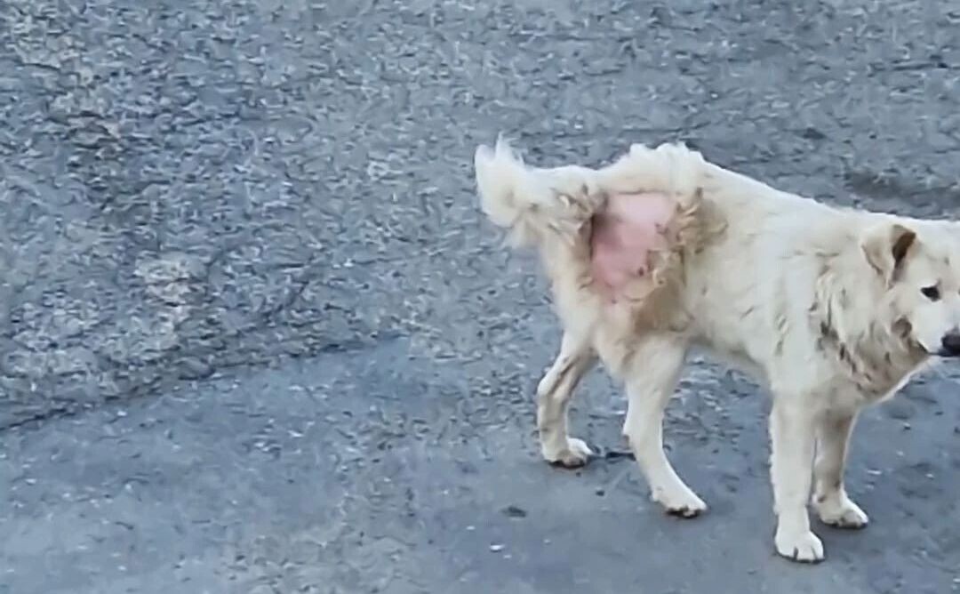 images Cani randagi in via Crispi a Catanzaro, la Polizia locale e l'Asp accalappiano il "capobranco"&nbsp;