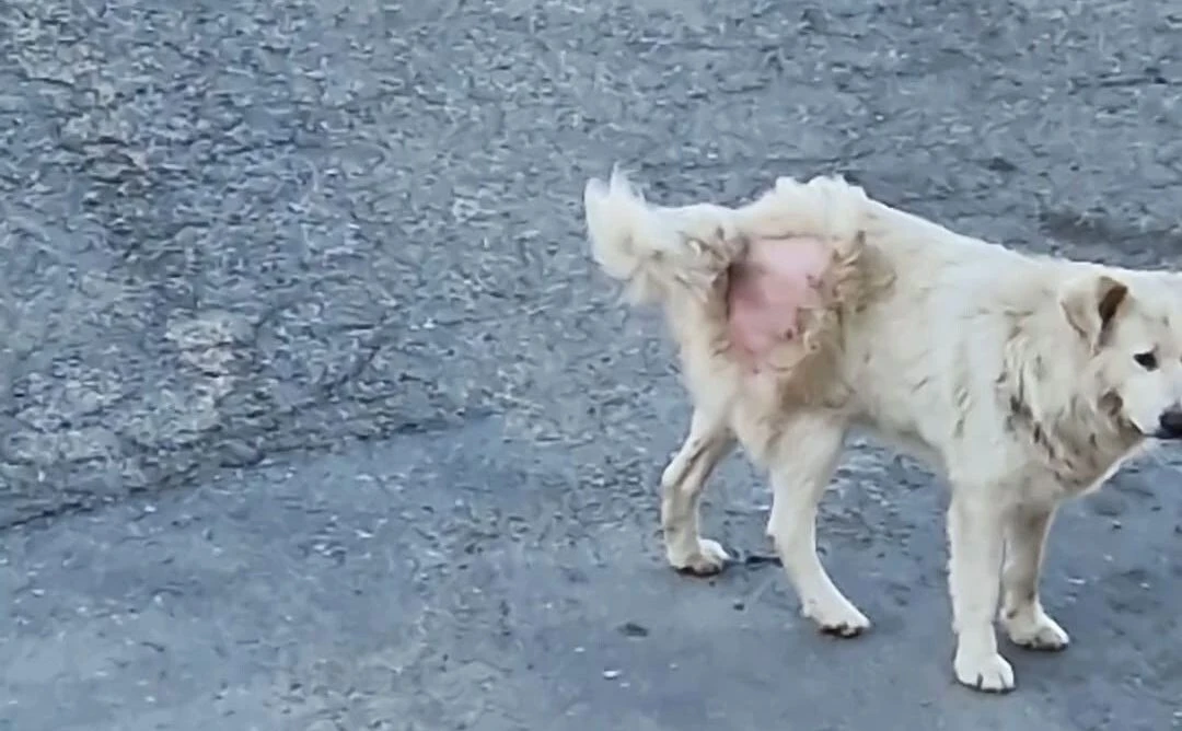 Cani randagi in via Crispi a Catanzaro, la Polizia locale e l'Asp accalappiano il "capobranco"&nbsp;
