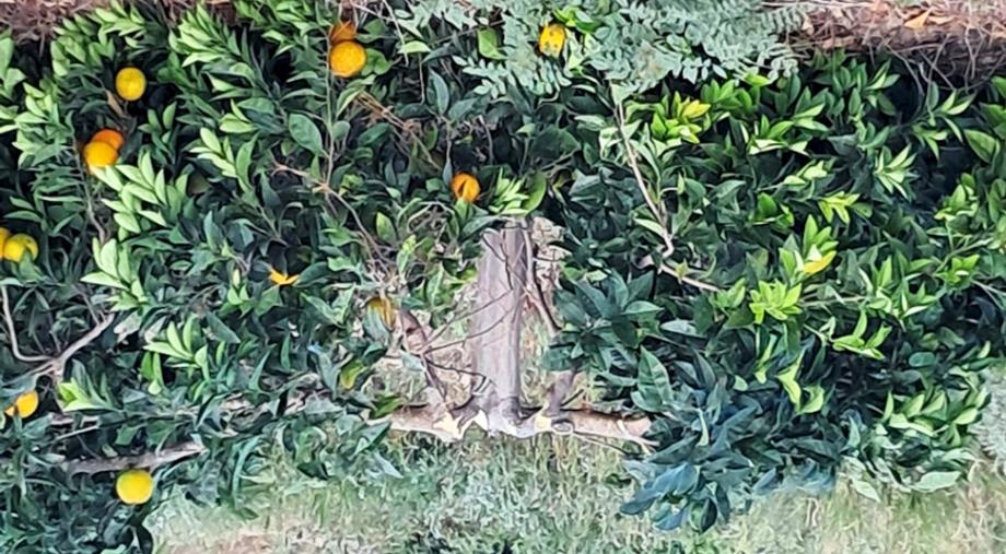 images Alberi di agrumi pronti alla raccolta tagliati a Corigliano-Rossano, la denuncia di Coldiretti