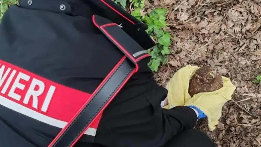 images Maida, soccorse e salvate due specie protette: una “civetta” ed una “tortora orientale dal collare”