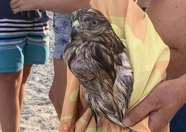 images Pietragrande, ritrova poiana ferita ma il Cras "è in ferie": odissea per salvare il rapace protetto