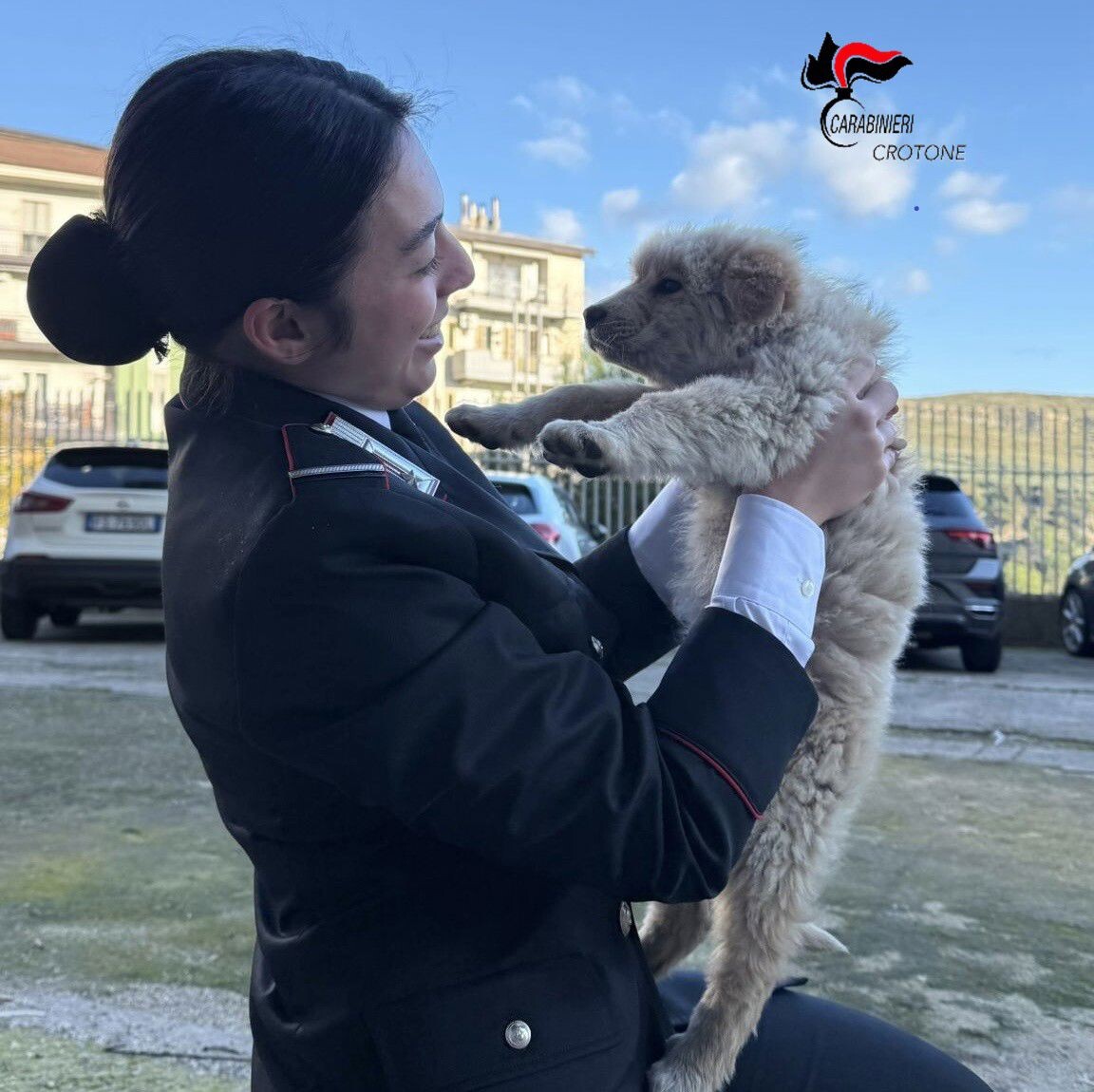 images Petilia Policastro, i carabinieri salvano una cagnolina in grave pericolo di vita 