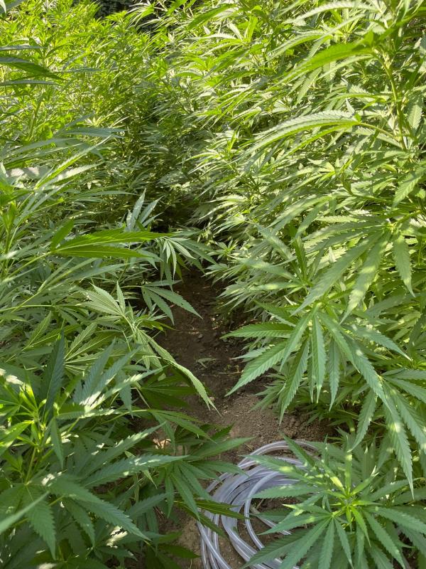 images Catanzaro. La polizia scova coltivazione di marijuana alle spalle del Verdoliva: in fumo guadagno di circa 200mila euro