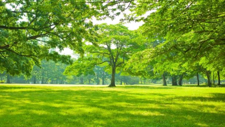 Associazione Valentia: "A breve la creazione su scala nazionale di 50 “aree verdi del ricordo" per ricordare tutte le vittime del Covid-19" images Associazione Valentia: "A breve la creazione su scala nazionale di 50 “aree verdi del ricordo" per ricordare tutte le vittime del Covid-19"