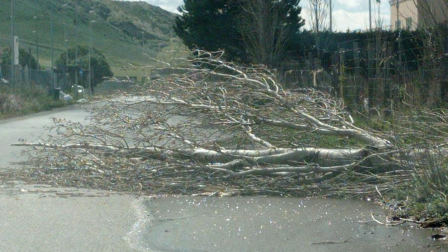 Forte vento a Catanzaro, un albero viene giù sulla strada vecchia di Germaneto images Forte vento a Catanzaro, un albero viene giù sulla strada vecchia di Germaneto
