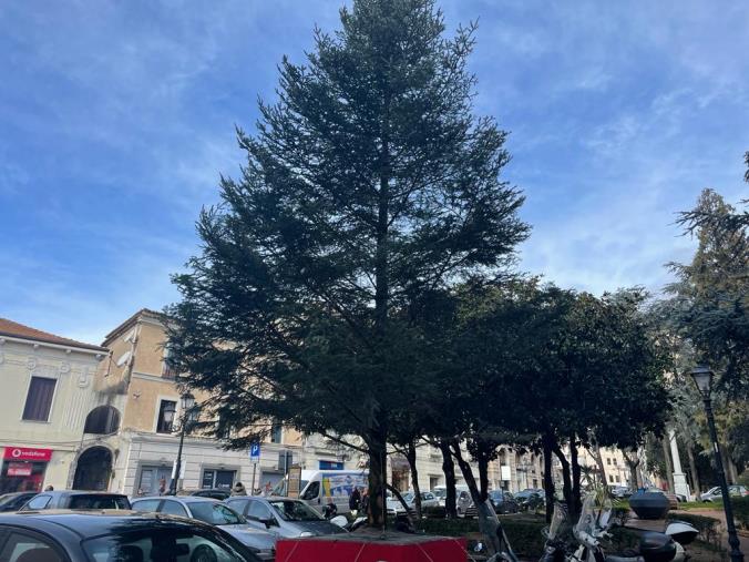 Catanzaro, l'abete di Natale "dimenticato" dal Comune in centro: pericoloso e toglie parcheggi images Catanzaro, l'abete di Natale "dimenticato" dal Comune in centro: pericoloso e toglie parcheggi