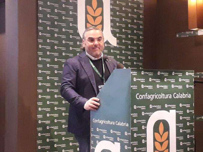images Crisi dell'olio d'oliva, Statti (Confagricoltura) lancia l'allarme: "Aziende in ginocchio. Non c'è un minuto da perdere"