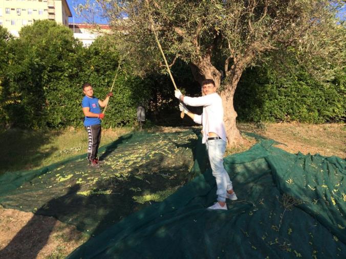 images Dall'albero al frantoio: all'Istituto agrario di Catanzaro si torna a produrre olio (VIDEO)