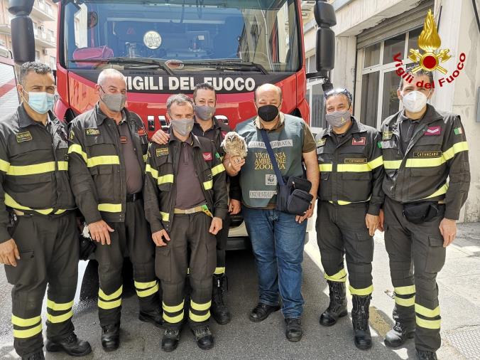 Miglierina. Cucciolo di allocco cade dal nido, salvato dai vigili del fuoco  images Miglierina. Cucciolo di allocco cade dal nido, salvato dai vigili del fuoco
